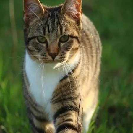 Dom wakacyjny House In Arnhem With Rhine Views Maurik